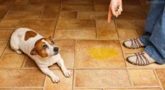 懲罰狗狗常見(jiàn)誤區(qū)，你知道嗎？