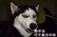 您家狗狗是不是也叫“撒手沒”？