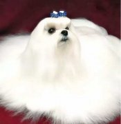 你不快樂嗎？那是因為你沒有養狗！