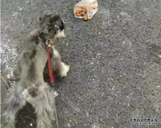 <b>狗狗亂撿東西吃怎么辦？——寵物百科知識(shí)</b>