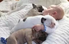 <b>怎么判別狗狗認(rèn)你做主人？</b>