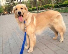 狗狗的品種，居然暴露了你的性格？