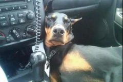 開車載狗雖拉風(fēng)，背后的安全隱患你又知多少？