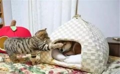 年年被搶窩，次次都慫成狗！可啥時候是個頭啊