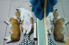 養柯基一定要同時養兩只！華興寵物食品