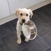 到了飯點不喂狗，你可知道后果的嚴重性？