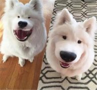 丑了2018一整年，2019狗狗真的太想變漂亮了！