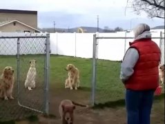 狗子鬧脾氣，就跟小媳婦一毛一樣！