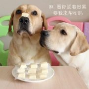 狗狗是否需要補鈣？補鈣應(yīng)注意什么？ 華興寵物