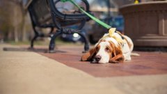 天氣熱了，寵主們請停止對狗狗的傷害！