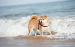 夏季遛狗，要避開這四種不良行為，你別不知道