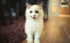 只需看這幾點，就能判斷貓咪熱不熱