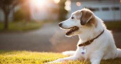 合理喂養寵物狗有技巧，你知道嗎? 華興寵物食品