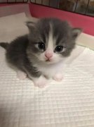 你家的貓咪多大了你知道嗎？