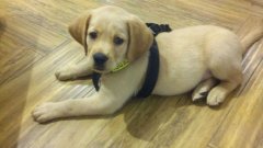 注意！狗狗的這些動作不是撒嬌，而是求助！