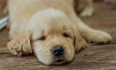 秋天，狗狗需要格外＂謹防＂的幾類疾病