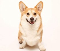 小型犬有非常特殊的需求需要特別照顧,你知道嗎？