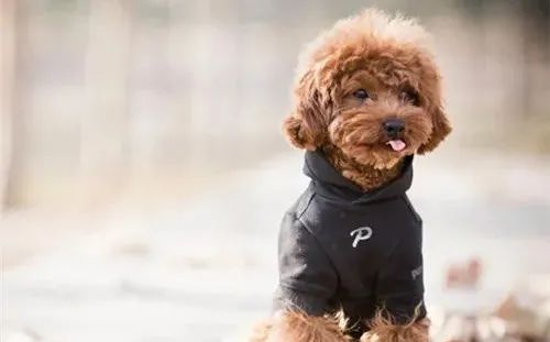 養狗，這些“低級錯誤”千萬不能犯！