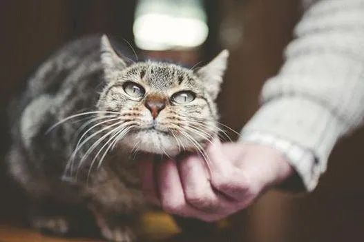 元旦丨新的一年,寵愛有加